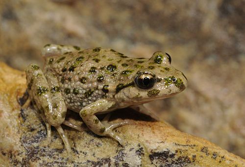 Iberian parsley frog